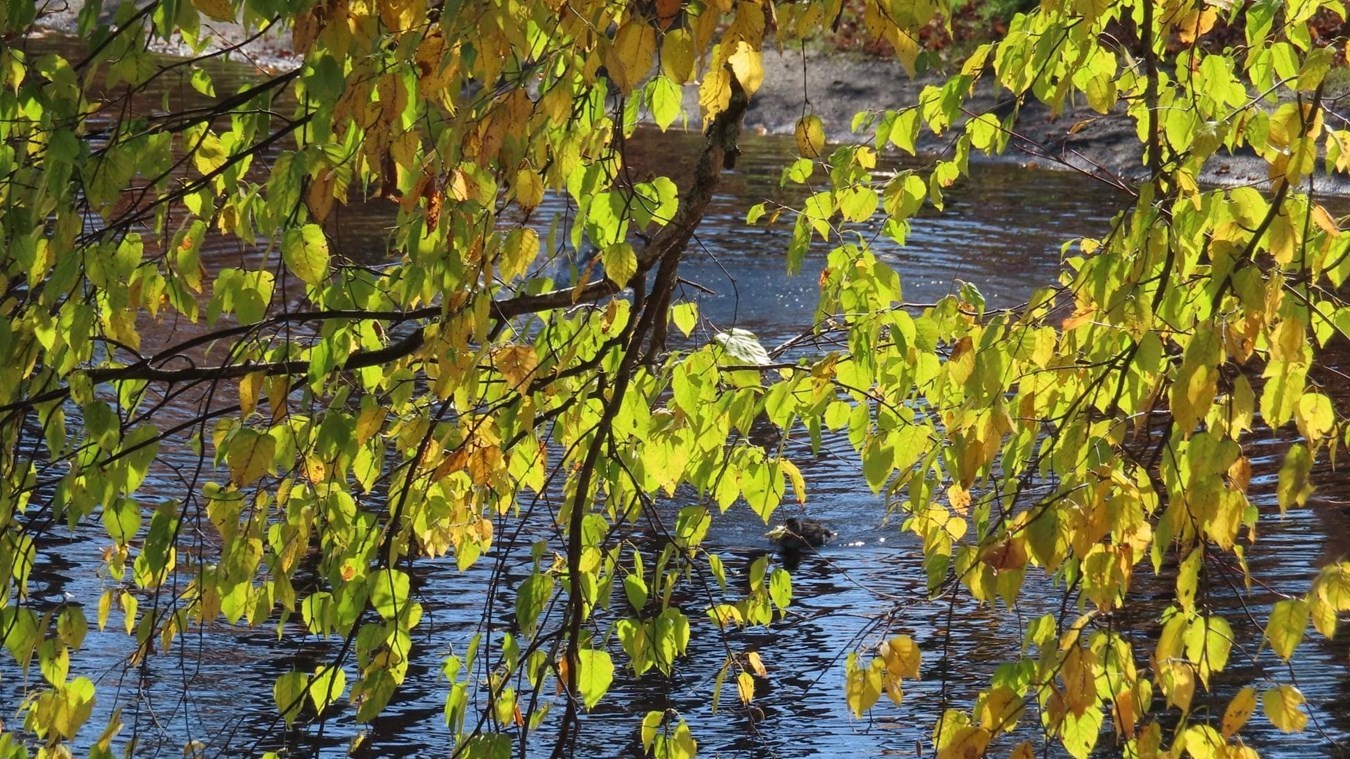Captez-nous en photos la belle saison des couleurs — GALERIE 9
