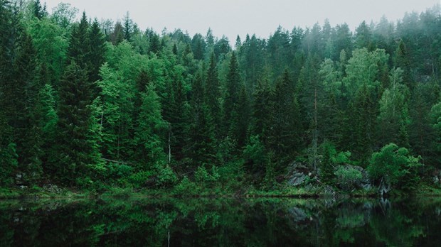 La FQM réclame un régime forestier adapté aux réalités des régions
