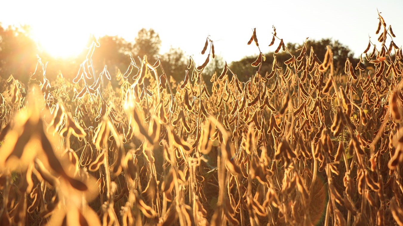 Soleil d'été