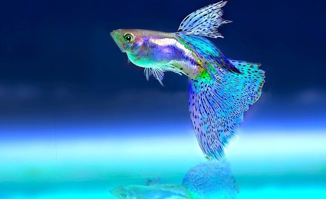 L’entretien d’un aquarium d’eau douce