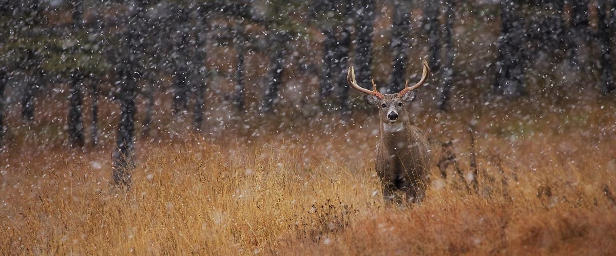 Rappel des modalités concernant les activités de chasse