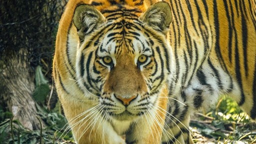 Le Miller Zoo n'accueillera pas les chevreuils du parc Michel-Chartrand de Longueuil