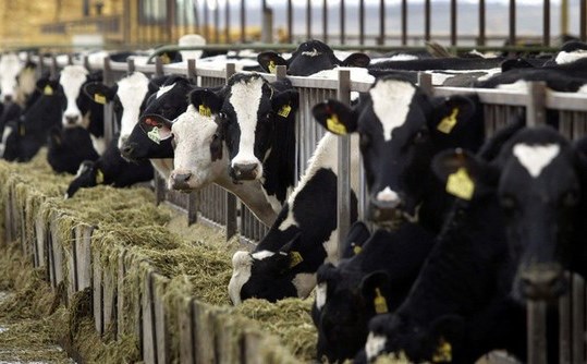 2020: la croissance de la production laitière la plus faible en 5 ans