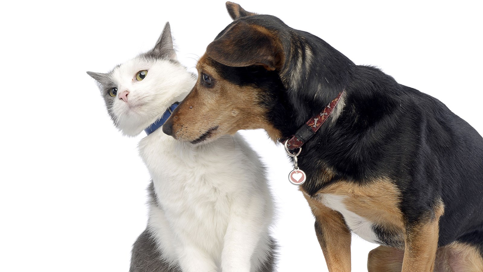 L’Escouade Canine MRC prend en charge le contrôle animalier