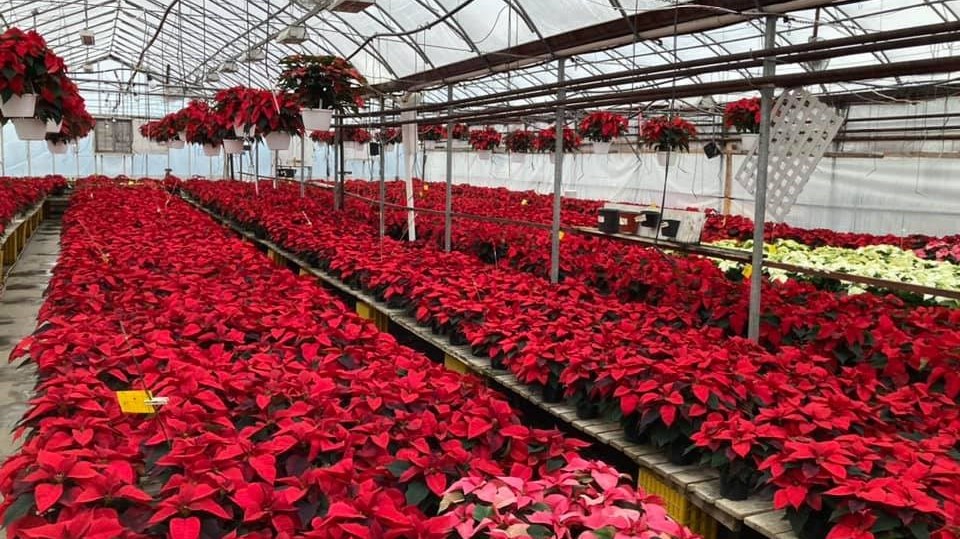 Il n'y a déjà plus de poinsettias aux Serres de Saint-Honoré