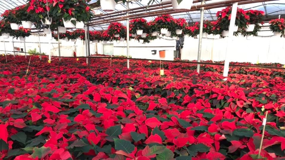 Il n'y a déjà plus de poinsettias aux Serres de Saint-Honoré