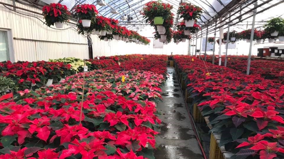 Il n'y a déjà plus de poinsettias aux Serres de Saint-Honoré