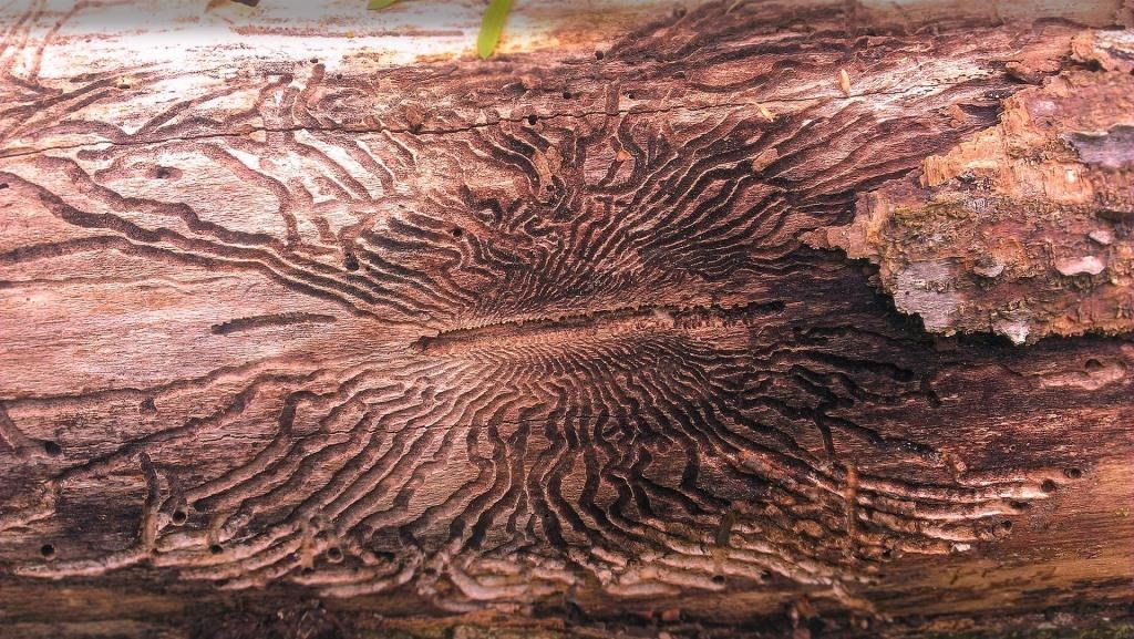Deux vidéoconférences sur l’agrile du frêne