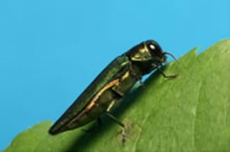 Deux vidéoconférences sur l’agrile du frêne