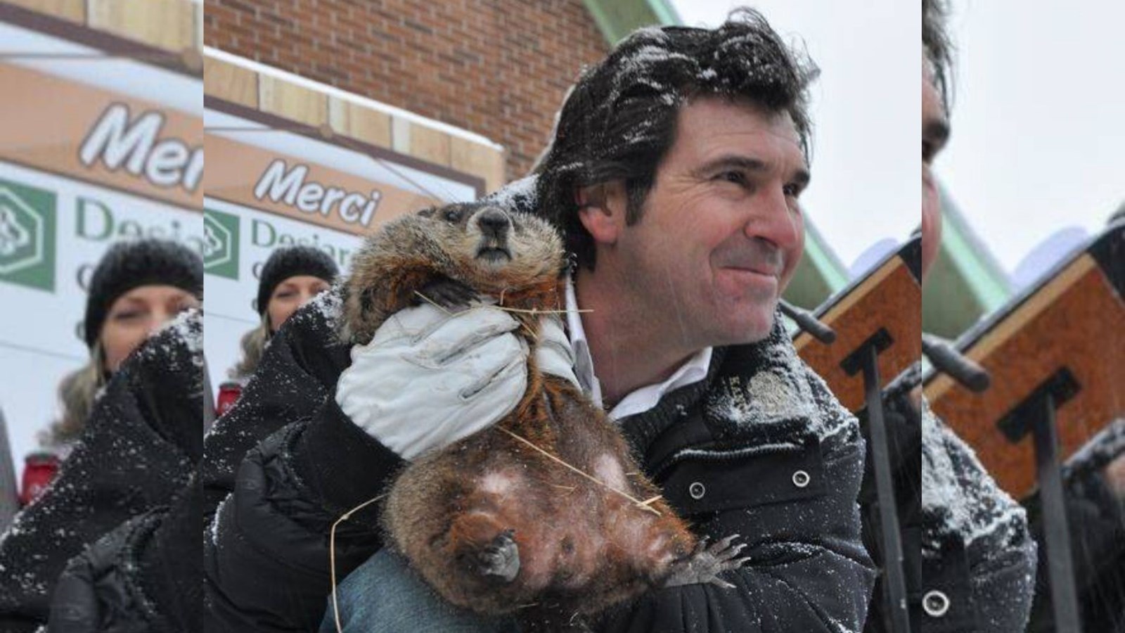 Fred, la marmotte québécoise.