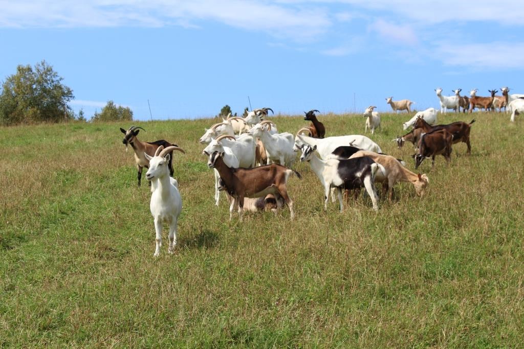 La Fédération de l'UPA de la Chaudière-Appalaches lance un concours photo