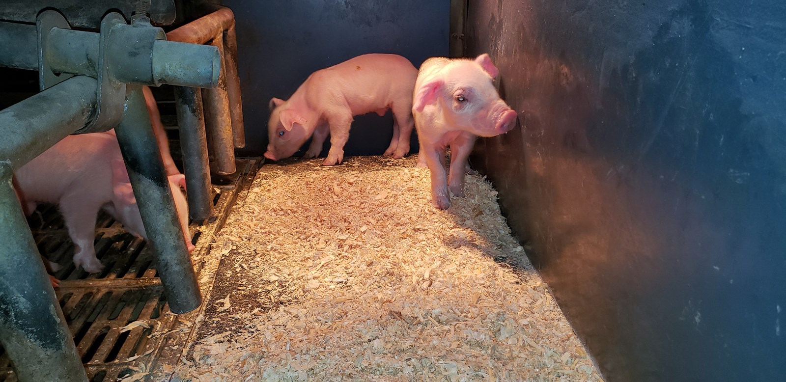 Une rupture dans l'approvisionnement de litière agricole pourrait provoquer un bris dans la chaîne alimentaire
