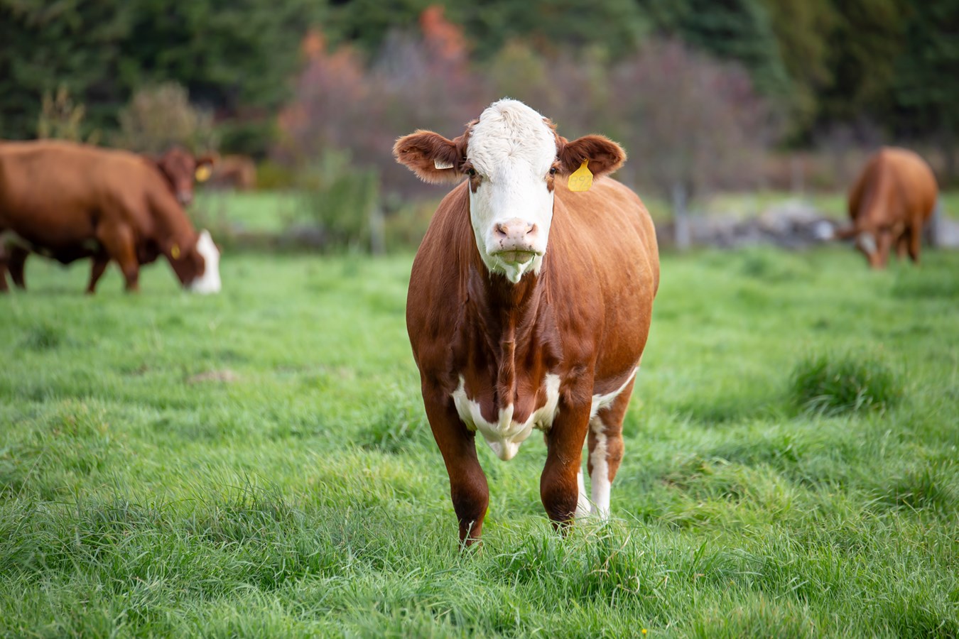 Les producteurs de bovins de la région remettent plus de 5 000 $ aux banques alimentaires