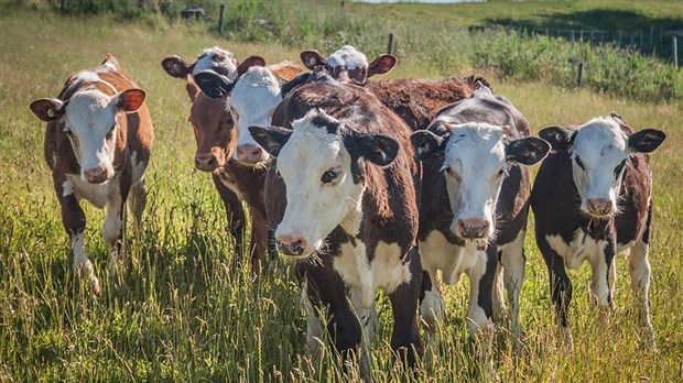 Le secteur agricole souffre également de la pandémie. 