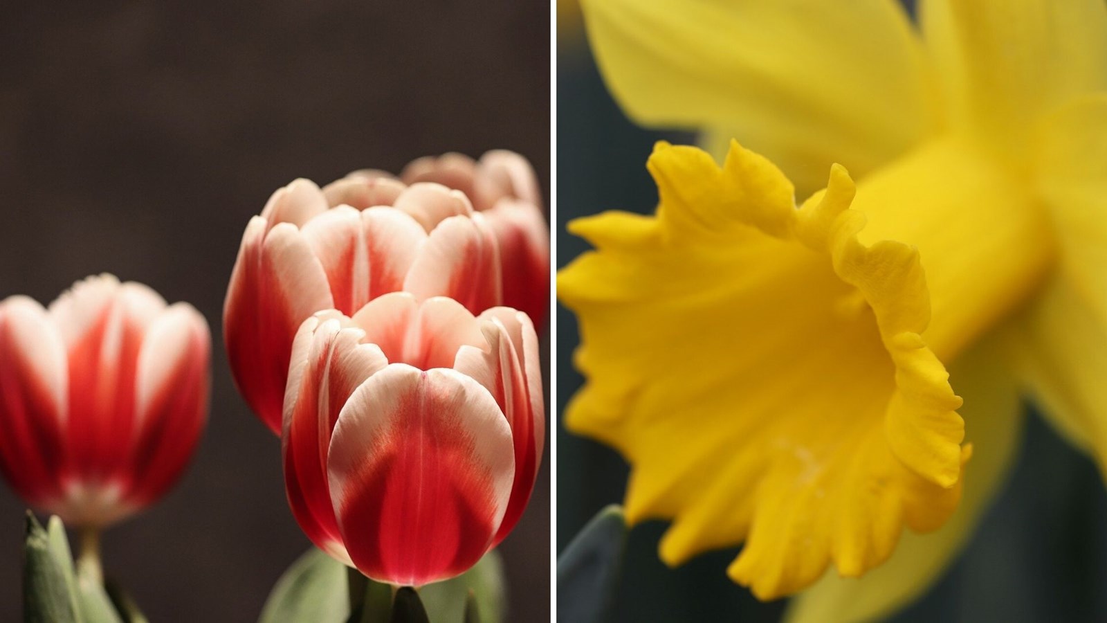 Appel de photographie : la fleuraison en Beauce