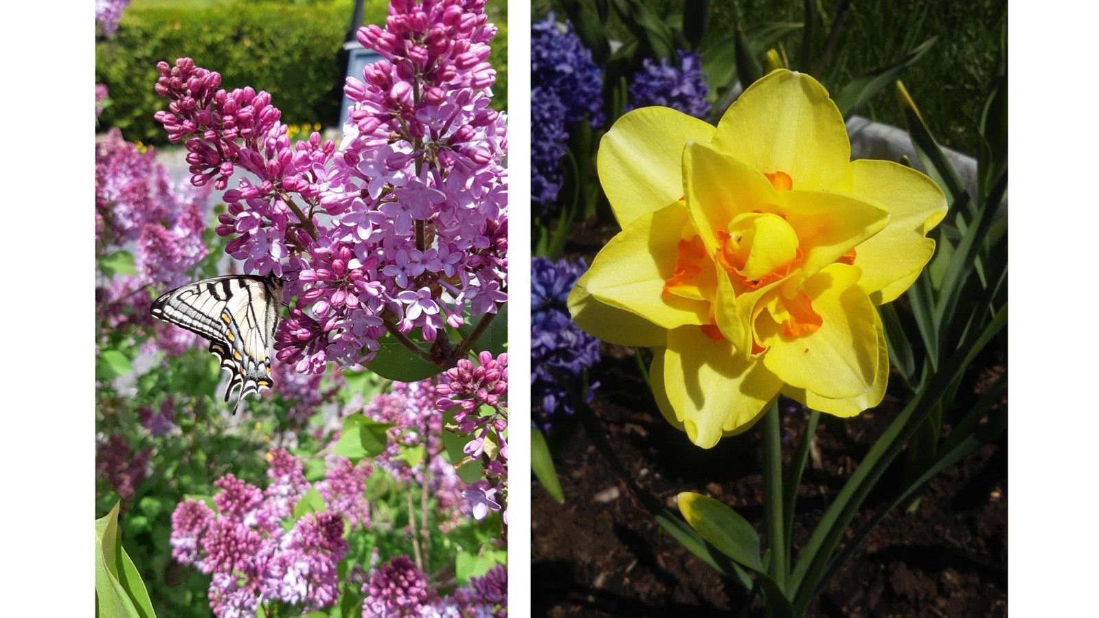 Galerie photos 1 : la fleuraison en Beauce