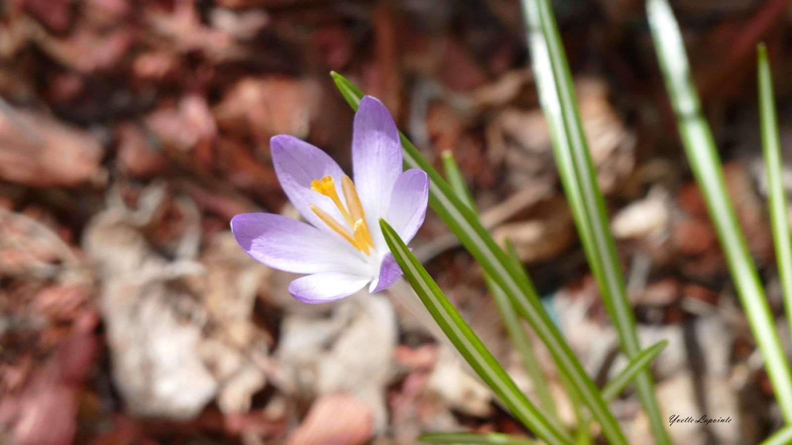 Galerie photos 1 : la fleuraison en Beauce