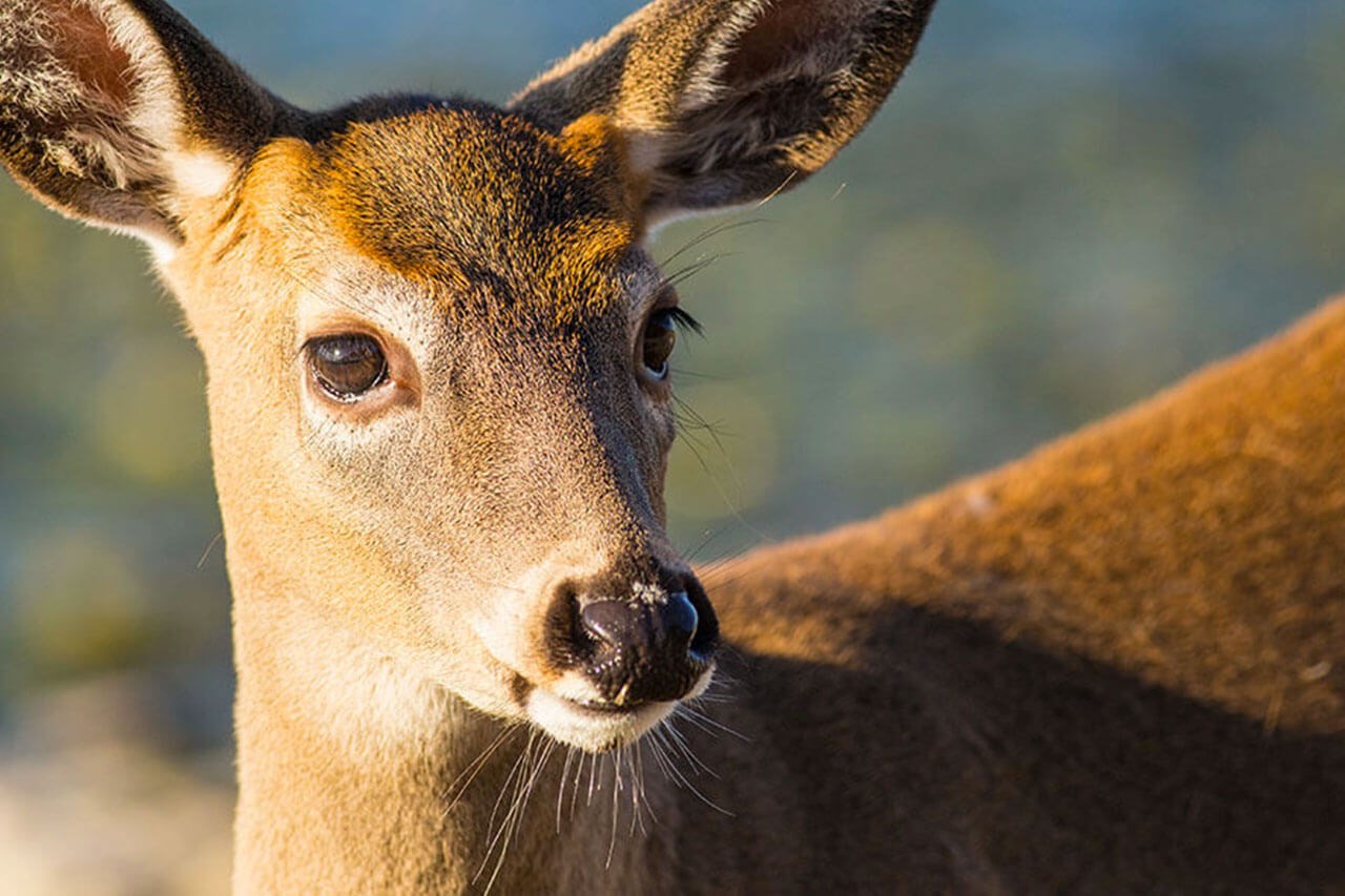 Chasse au cerf sans bois: fin de l'inscription le 10 juin