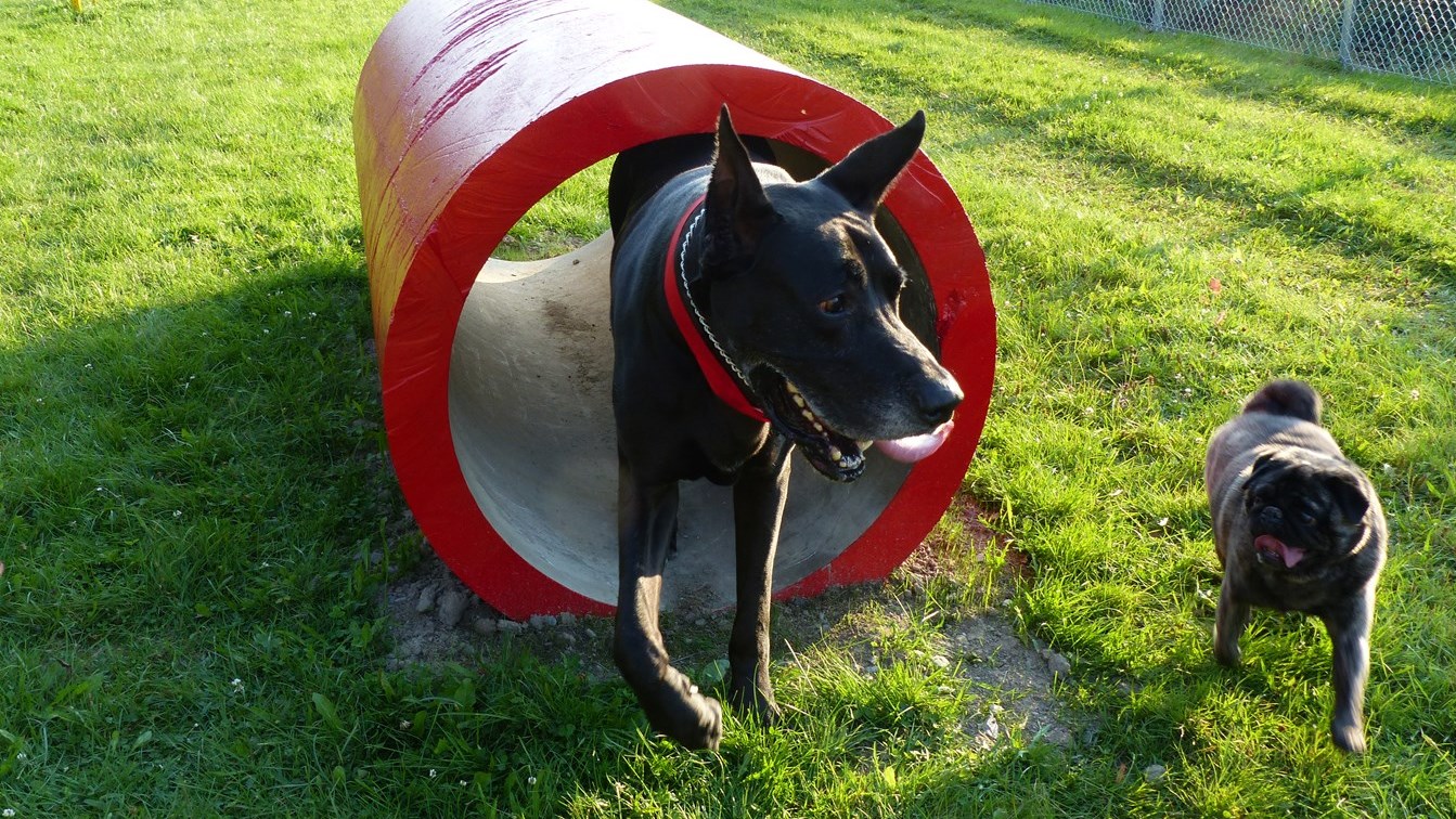 Le parc canin est ouvert à nouveau.
