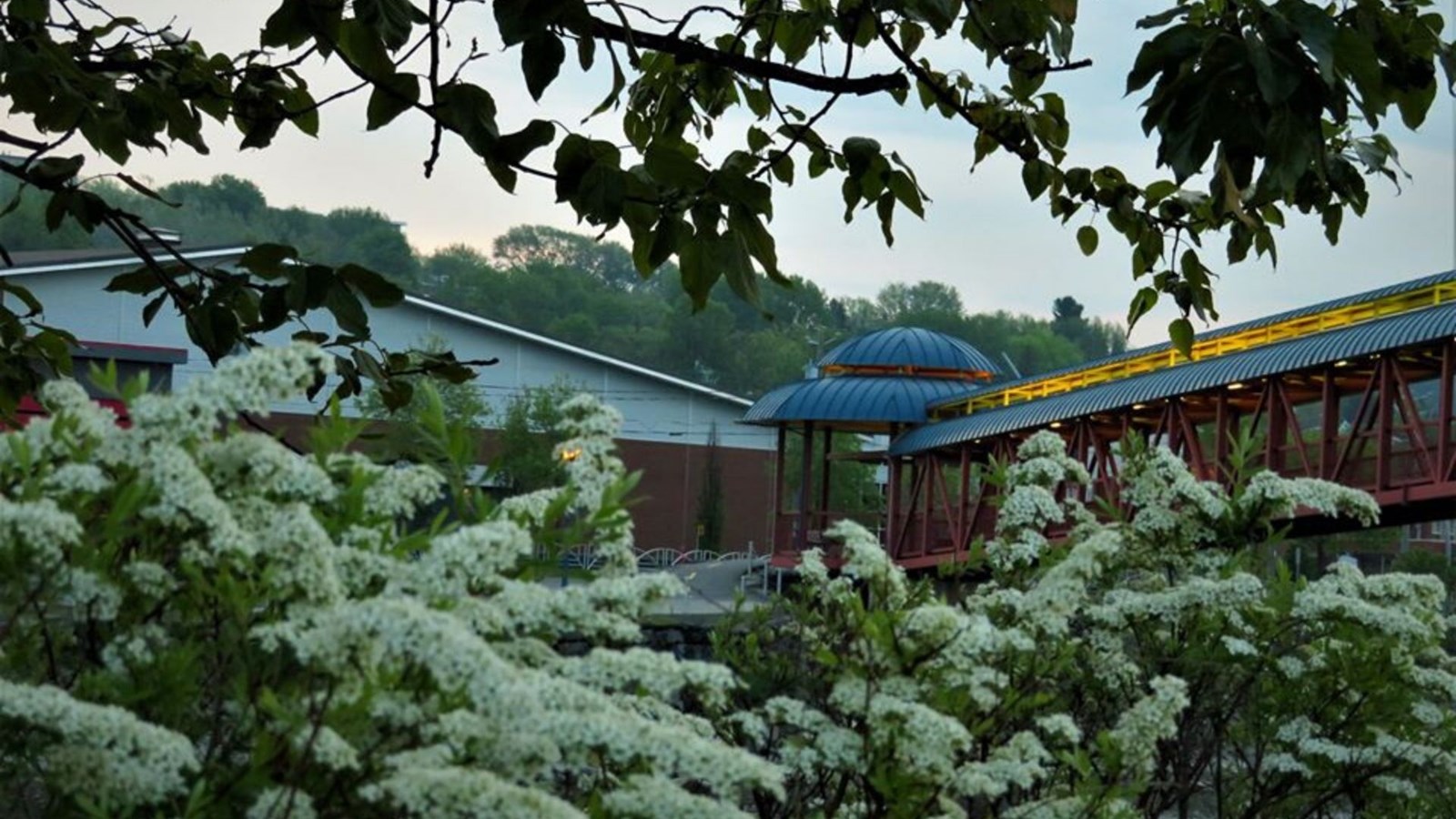 Galerie photos 2: la fleuraison en Beauce 