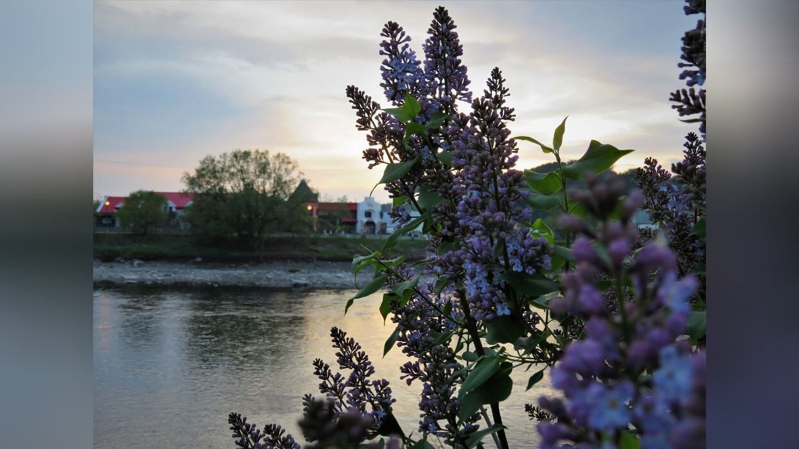 Galerie photos 2: la fleuraison en Beauce 
