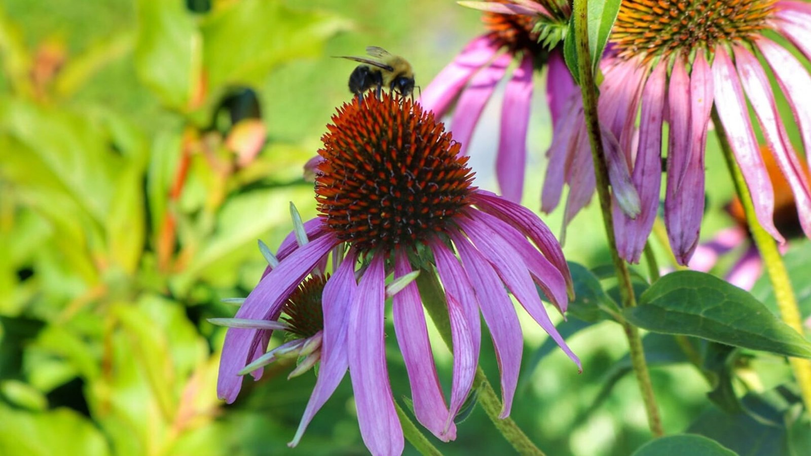 Galerie photos 4 : la fleuraison en Beauce