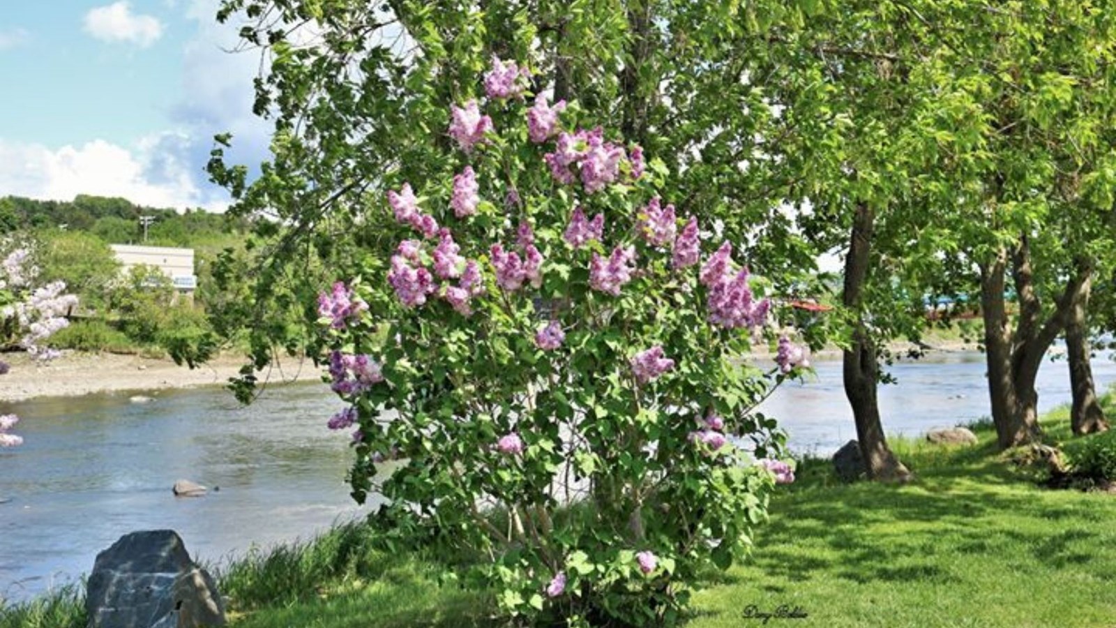 Galerie photos 4 : la fleuraison en Beauce