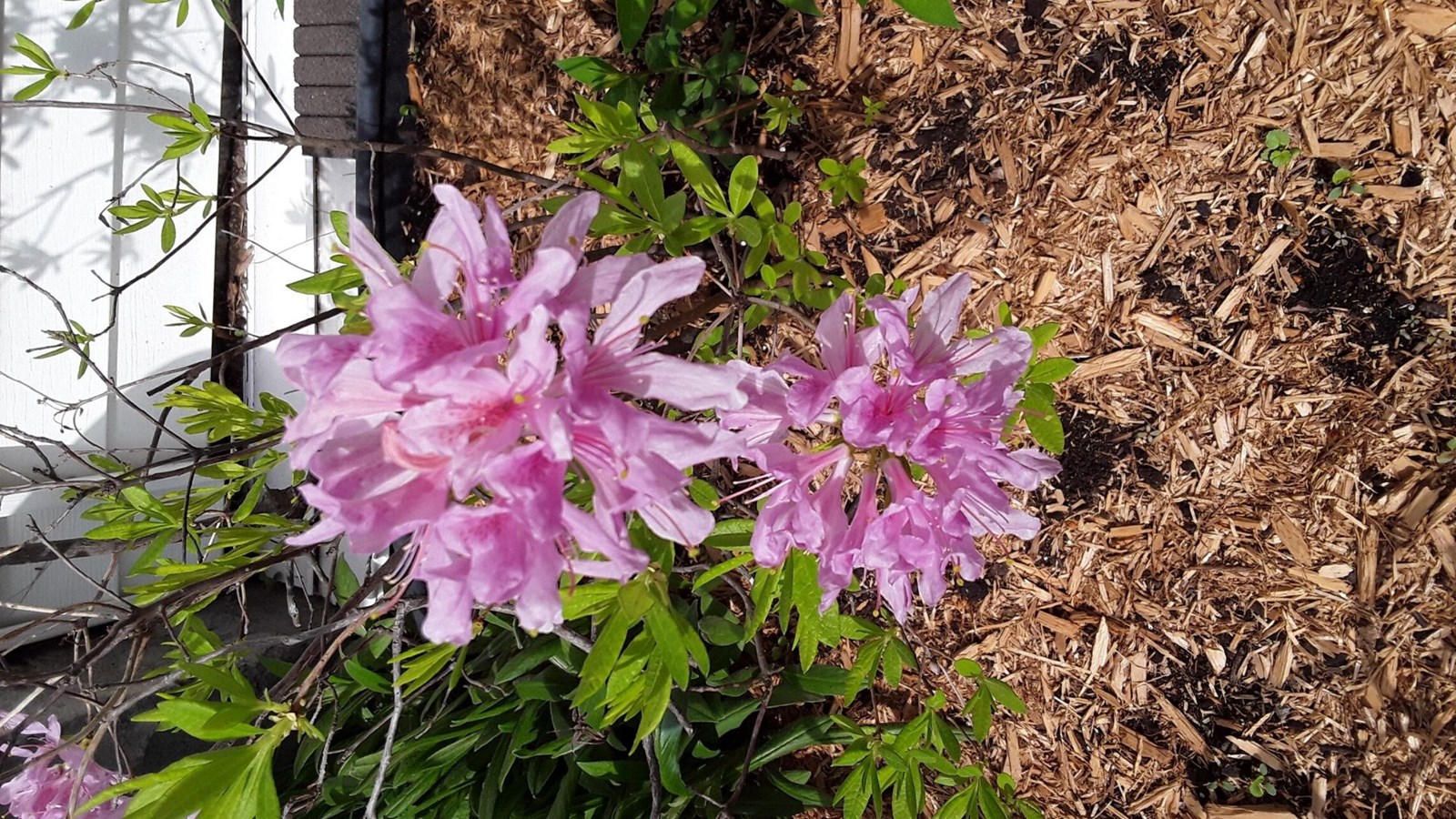 Galerie photos 4 : la fleuraison en Beauce
