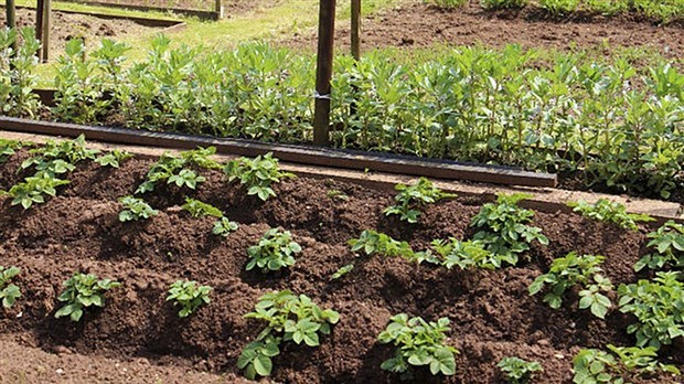 Beauceville aura des potagers cultivés par et pour les citoyens