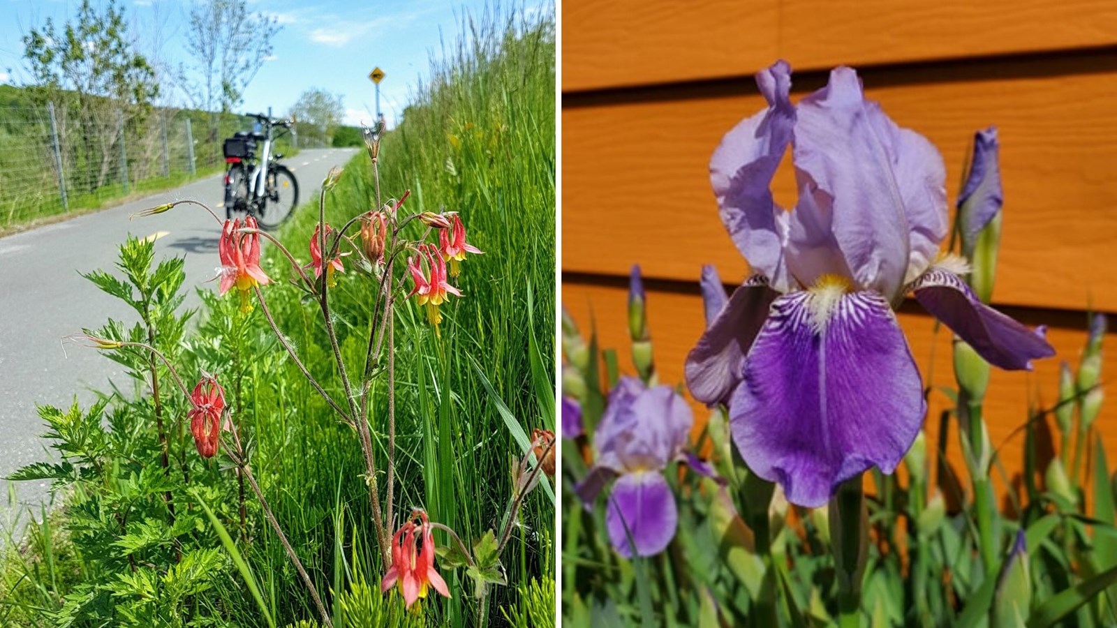 Galerie photos 5 : la fleuraison en Beauce