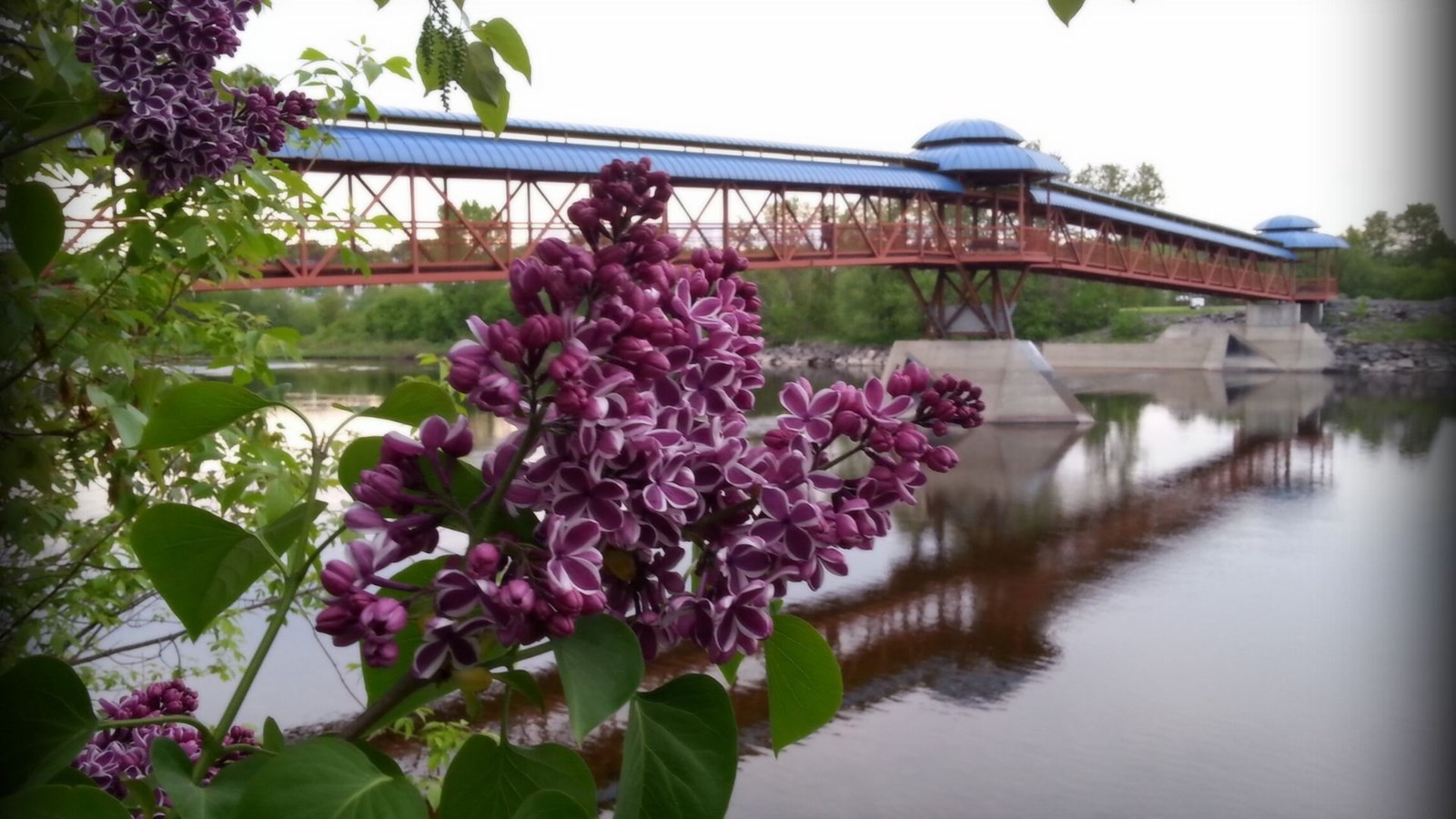 Galerie photos 5 : la fleuraison en Beauce