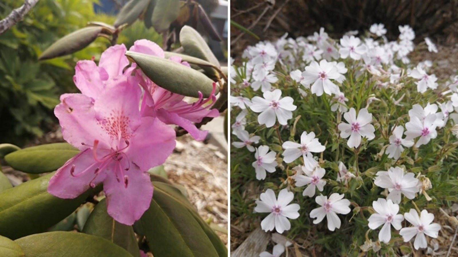 Galerie photos 6 : la fleuraison en Beauce 