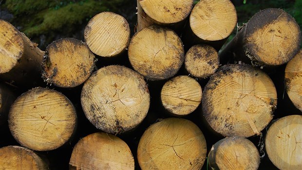 Relance de l’économie: la forêt fait partie de la solution, selon l’UMQ