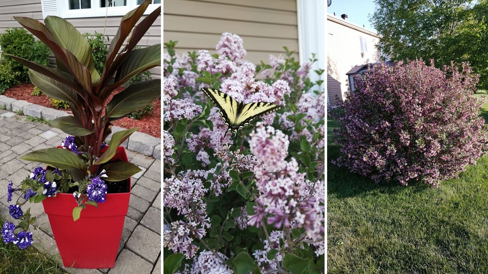 Galerie photos 7 : la fleuraison en Beauce