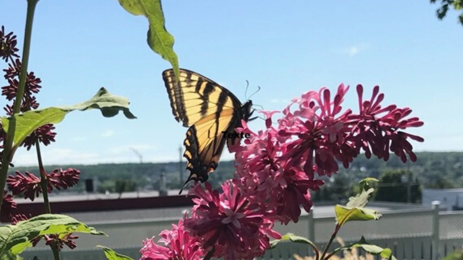 Galerie photos 7 : la fleuraison en Beauce