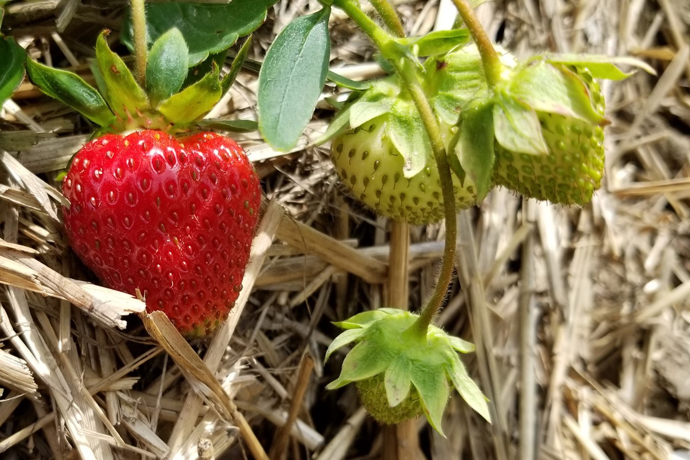 Lancement de la saison des petits fruits en Chaudière-Appalaches