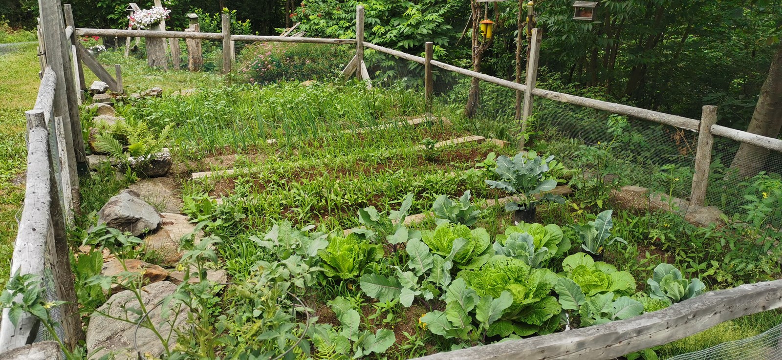 Votre potager est-il photogénique? Envoyez-nous vos clichés!