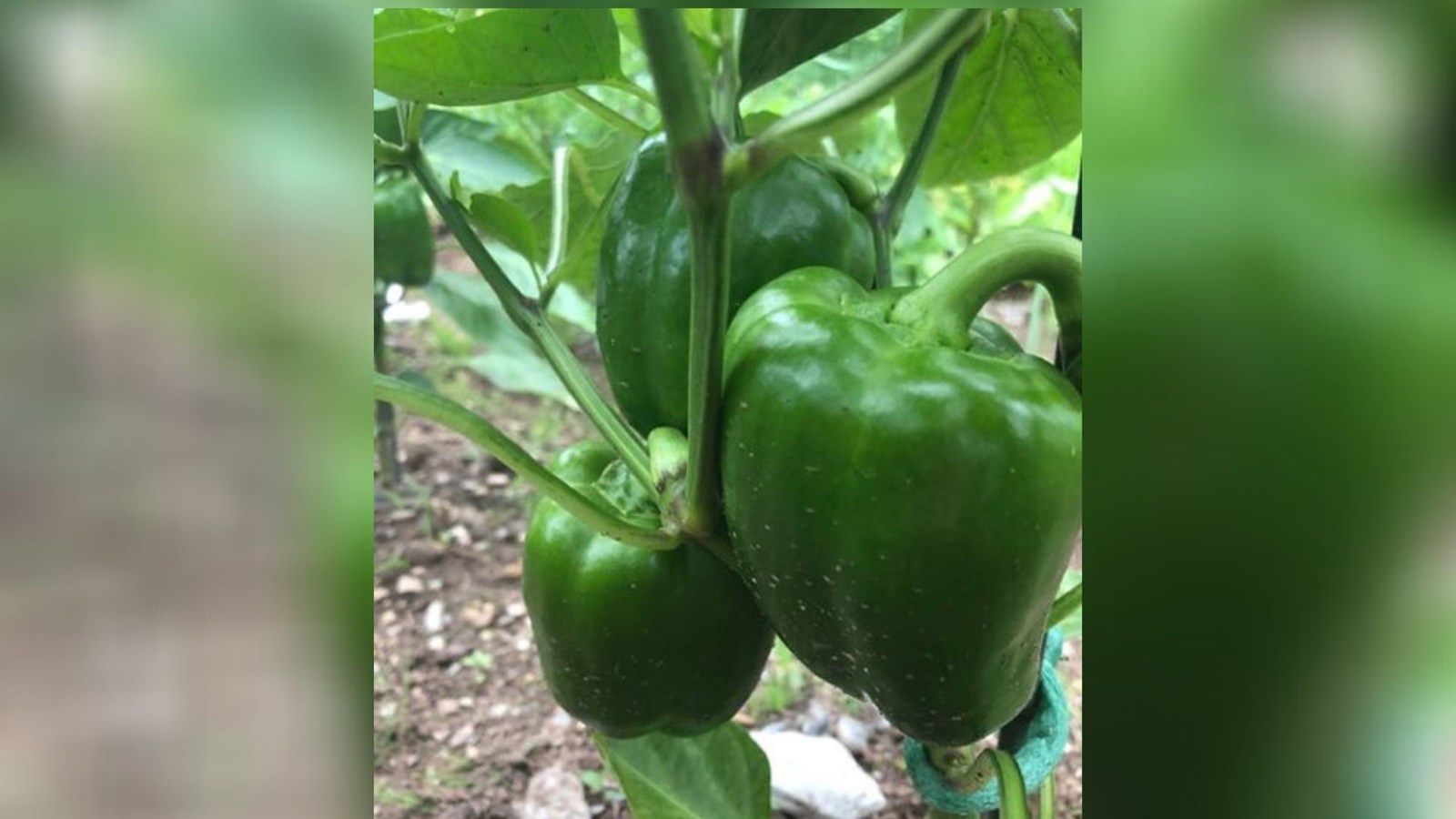 Galerie 1 : des potagers photogéniques!