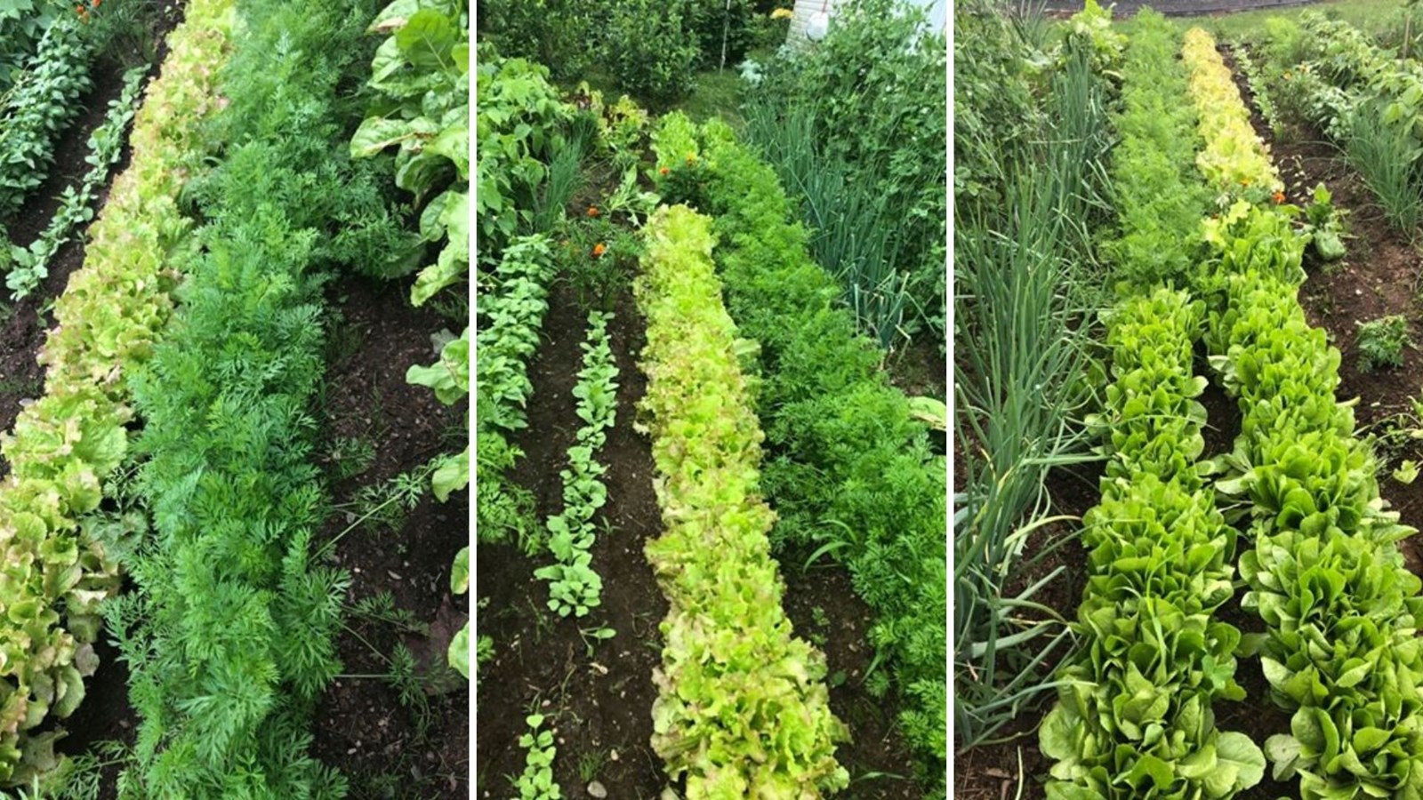 Galerie 1 : des potagers photogéniques!