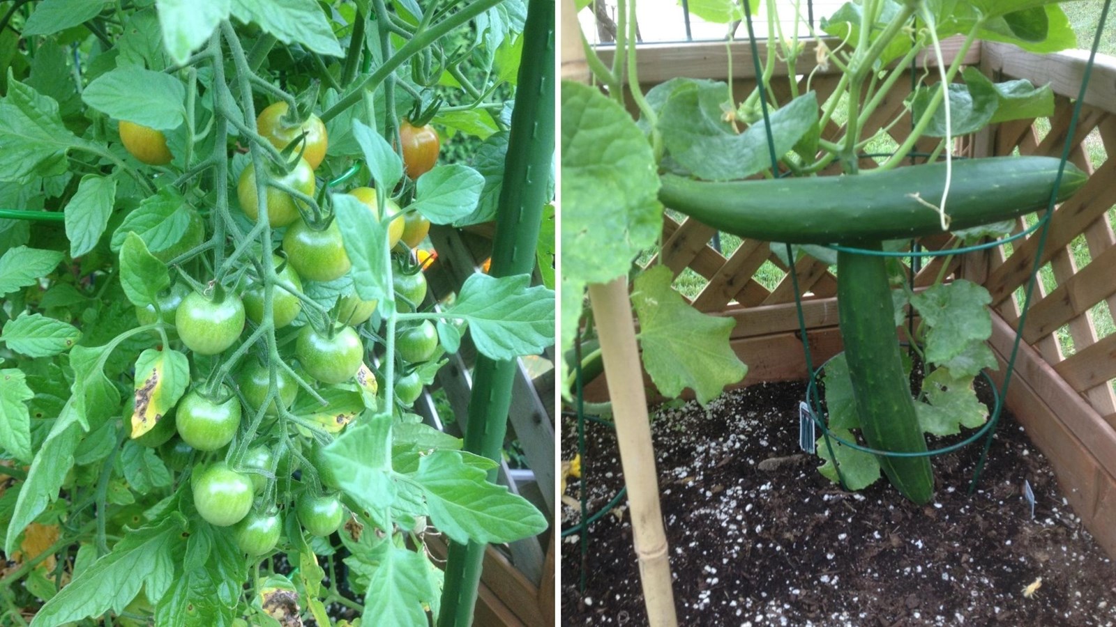 Galerie 1 : des potagers photogéniques!