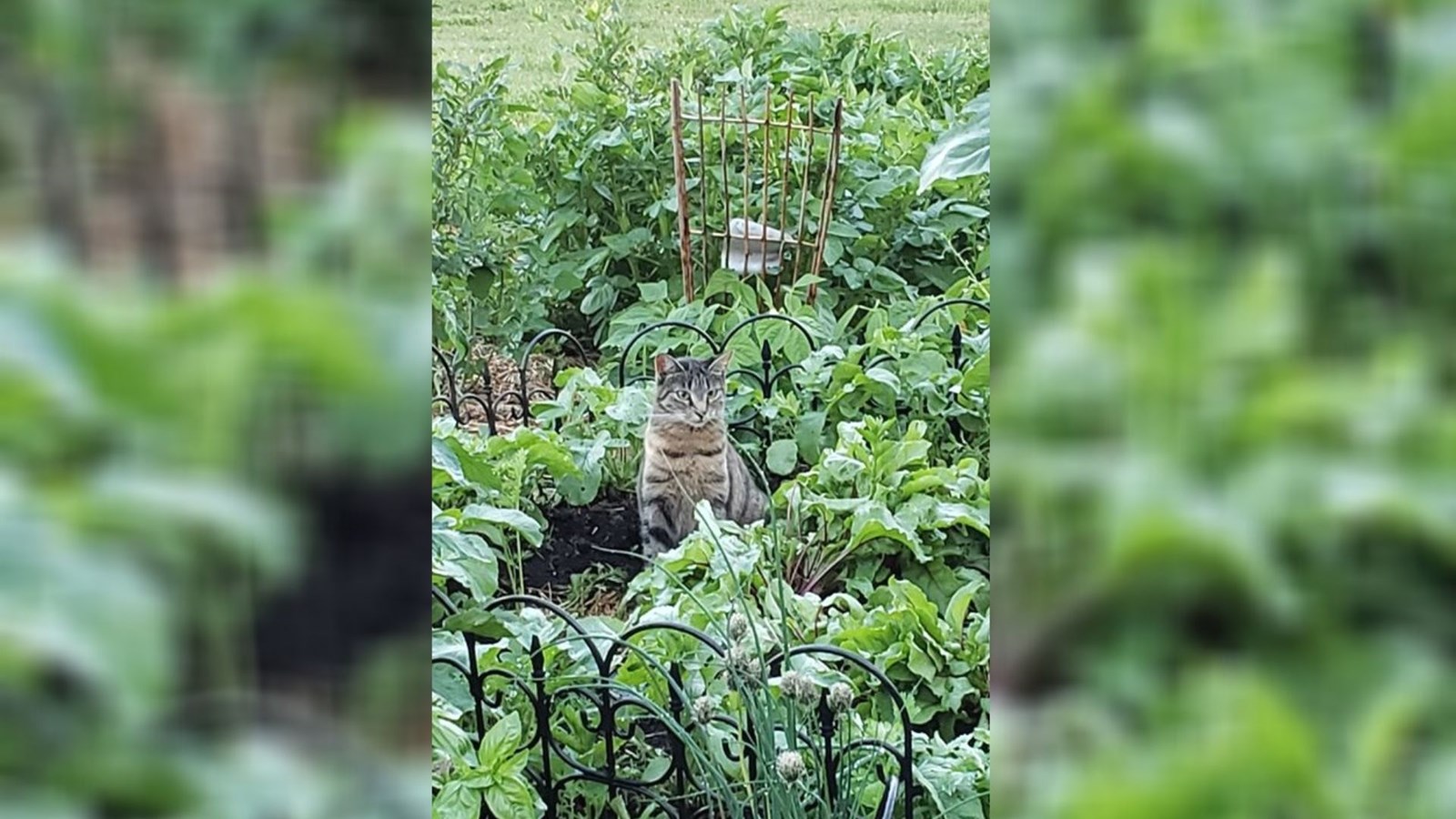 Galerie 2 : des potagers photogéniques!