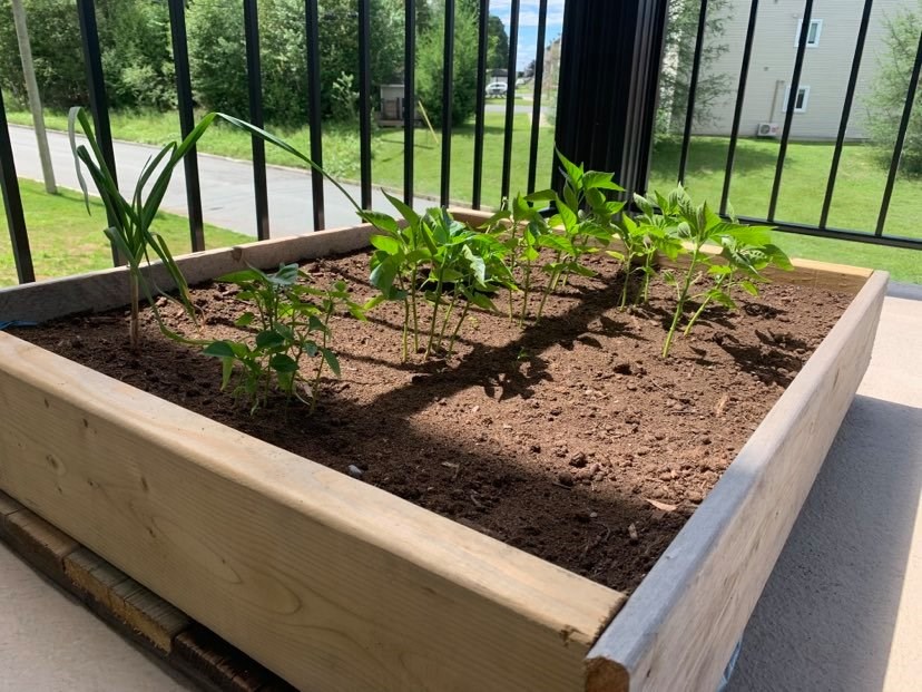 Galerie 2 : des potagers photogéniques!