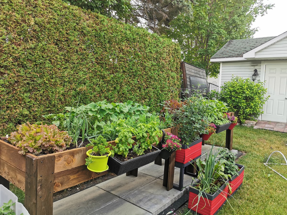 Galerie 2 : des potagers photogéniques!