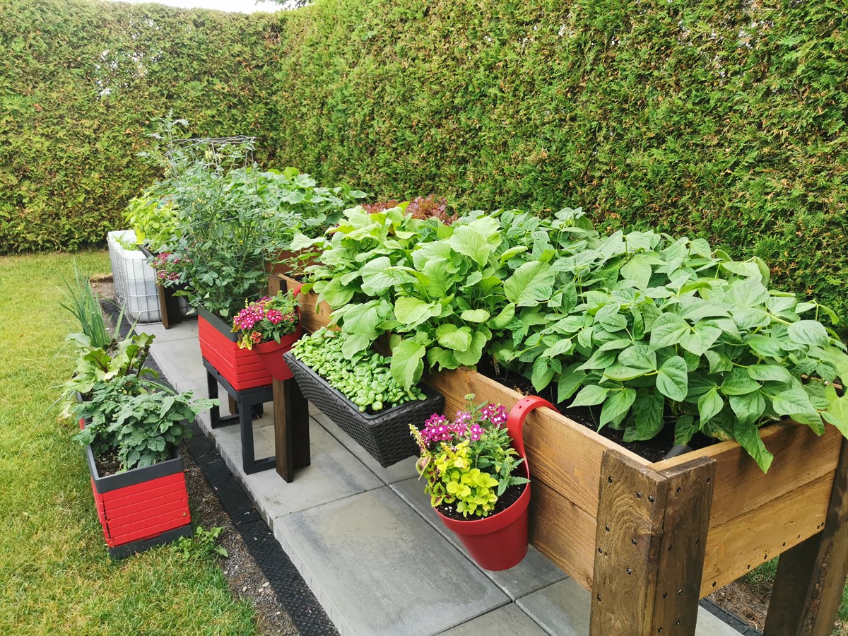 Galerie 2 : des potagers photogéniques!