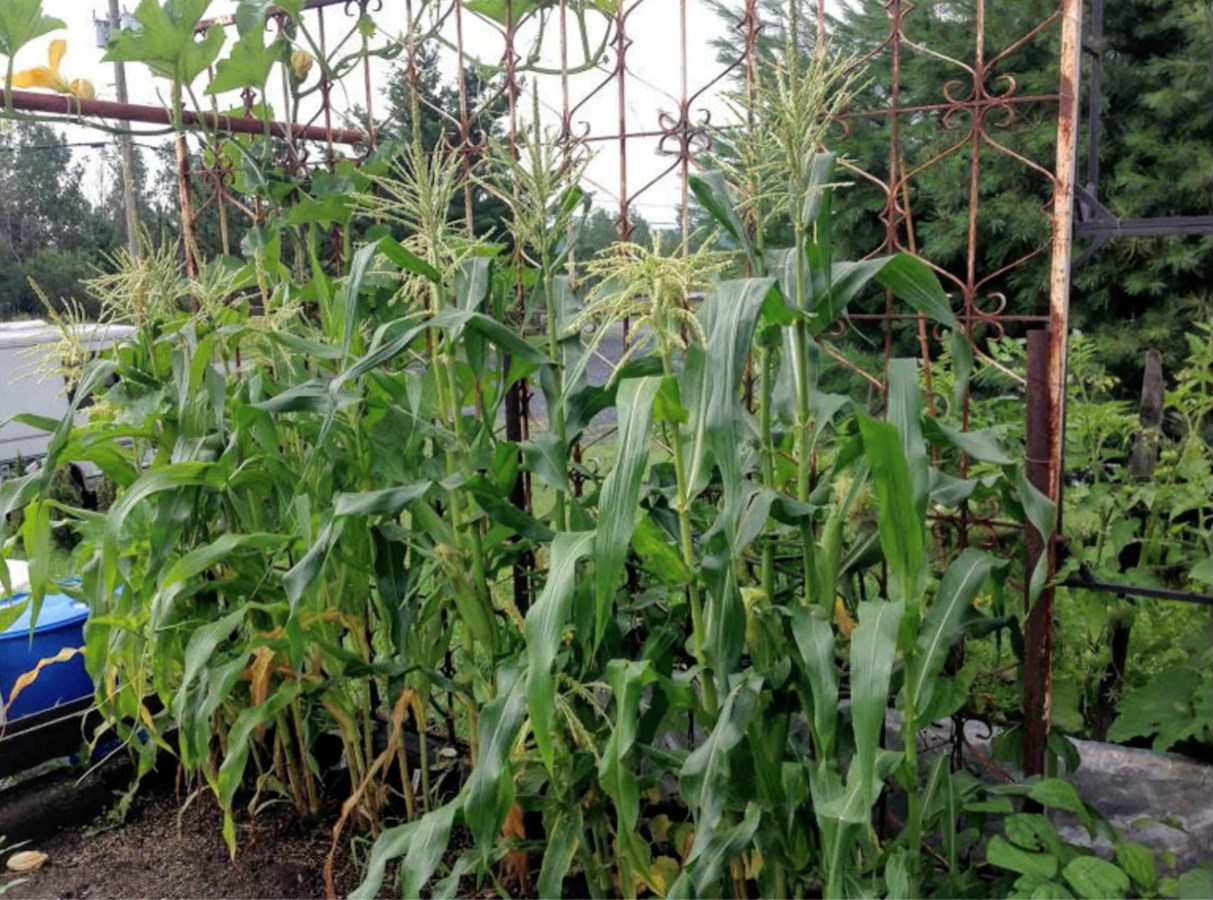Galerie 2 : des potagers photogéniques!