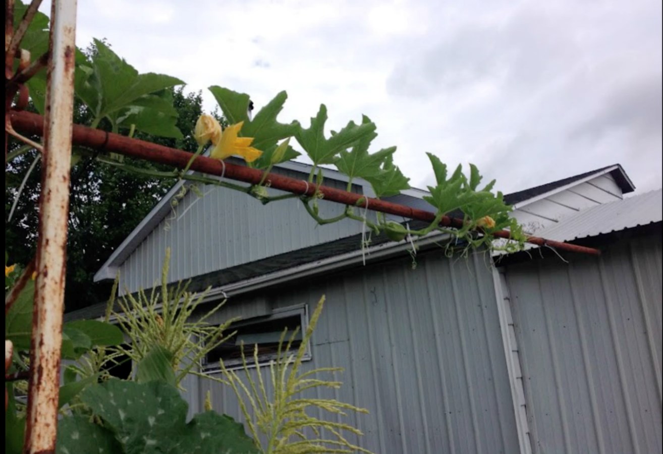 Galerie 2 : des potagers photogéniques!