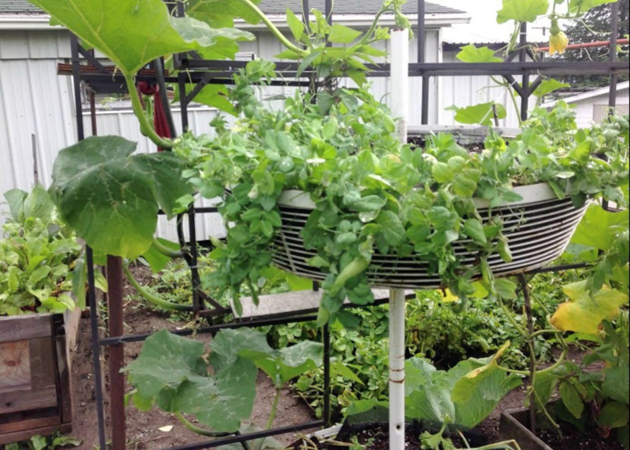 Galerie 2 : des potagers photogéniques!