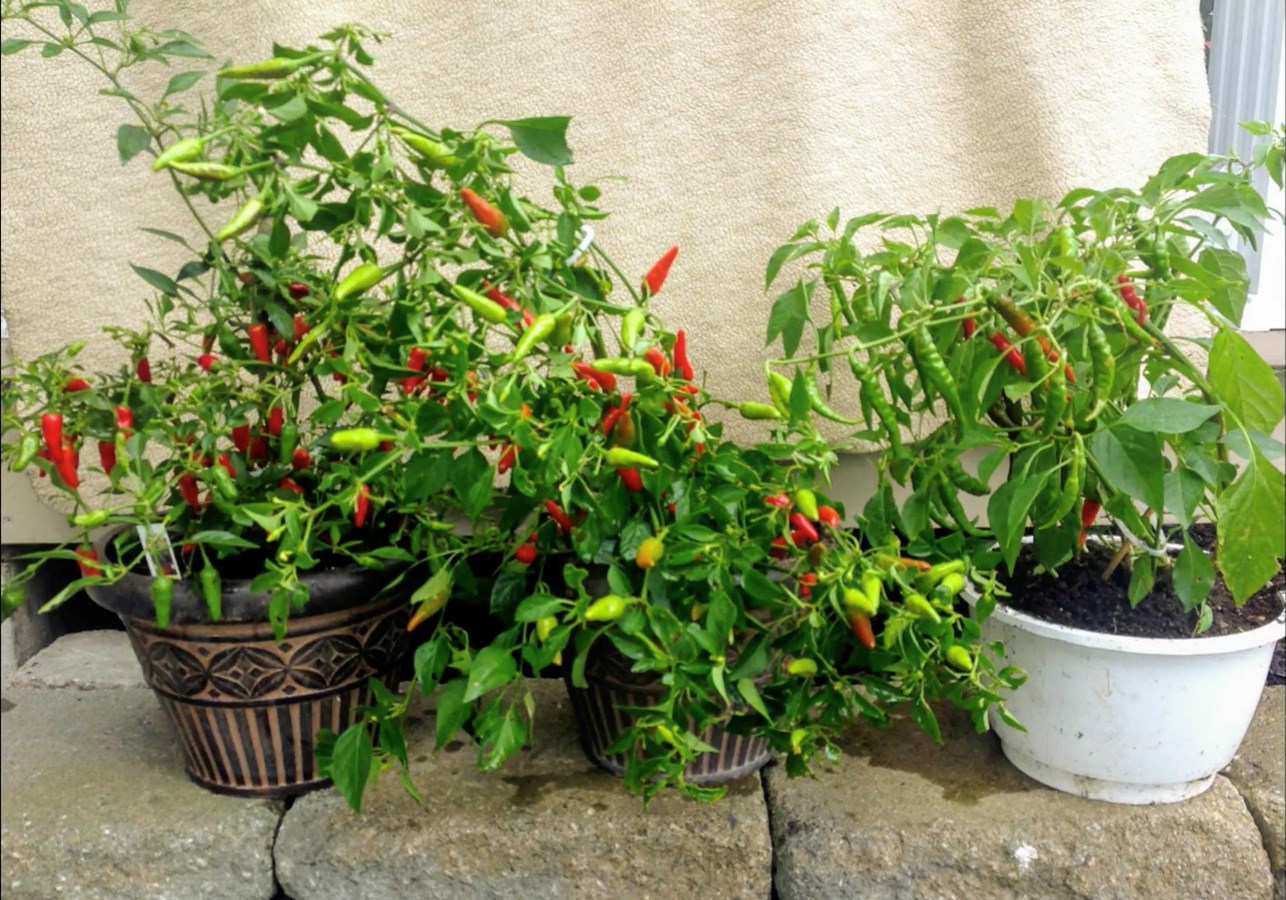 Galerie 2 : des potagers photogéniques!