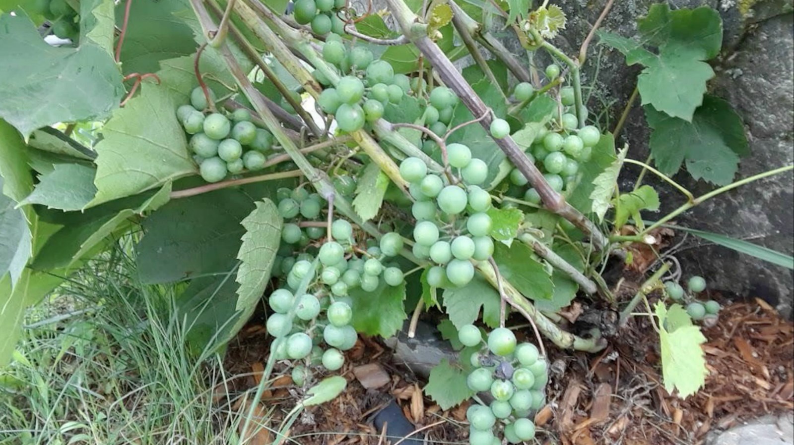 Galerie 2 : des potagers photogéniques!