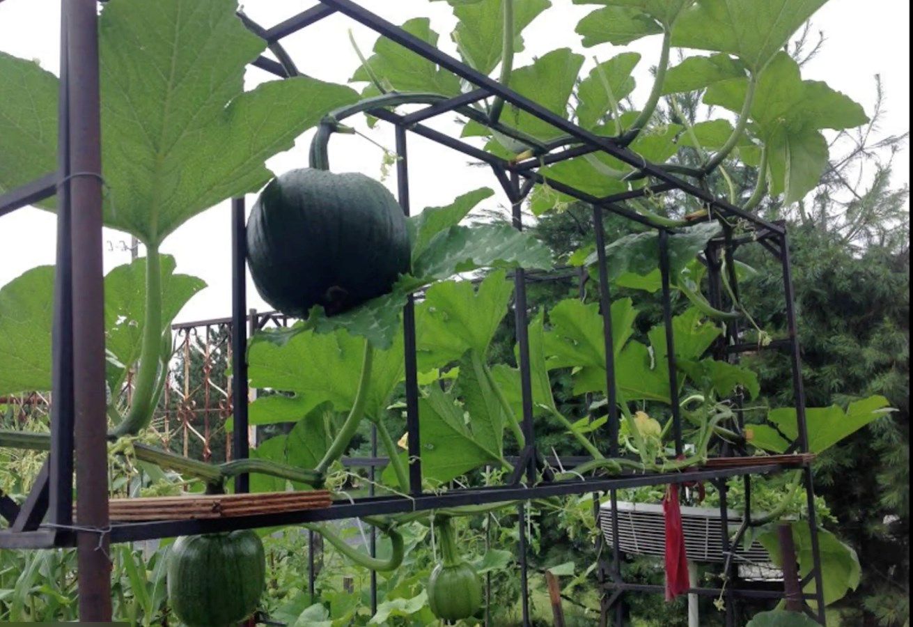 Galerie 2 : des potagers photogéniques!